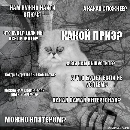 нам нужно найти ключ? а что будет, если не успеем? какой приз? можно впятером? когда будут новые комнаты? а какая сложнее? какая самая интересная? что будет, если мы все пройдем? можно нам скидку, если мы выберемся? а вы нам выпустите?, Комикс  кот безысходность