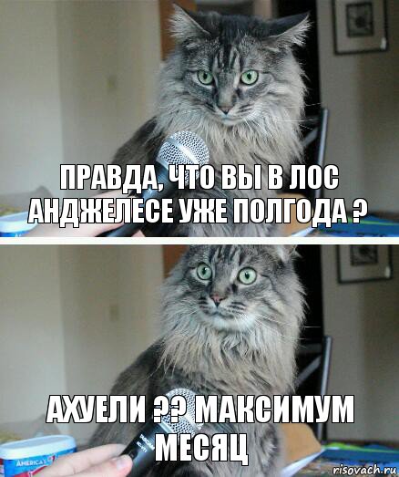 Правда, что вы в лос анджелесе уже полгода ? ахуели ?? максимум месяц, Комикс  кот с микрофоном