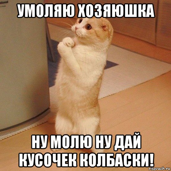 умоляю хозяюшка ну молю ну дай кусочек колбаски!, Мем  котэ молится