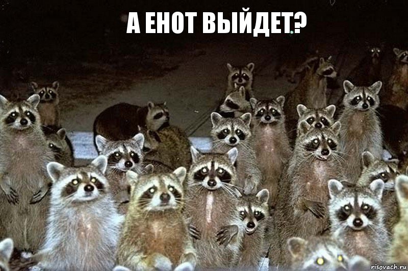 А Енот выйдет? , Комикс  мазеры