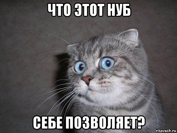 что этот нуб себе позволяет?, Мем  удивлённый кот