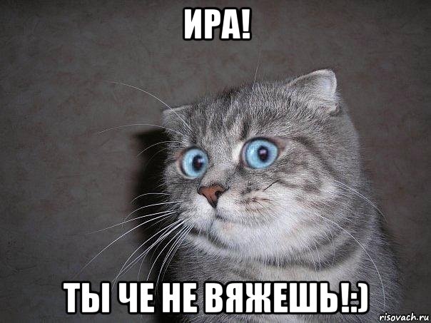 ира! ты че не вяжешь!:), Мем  удивлённый кот