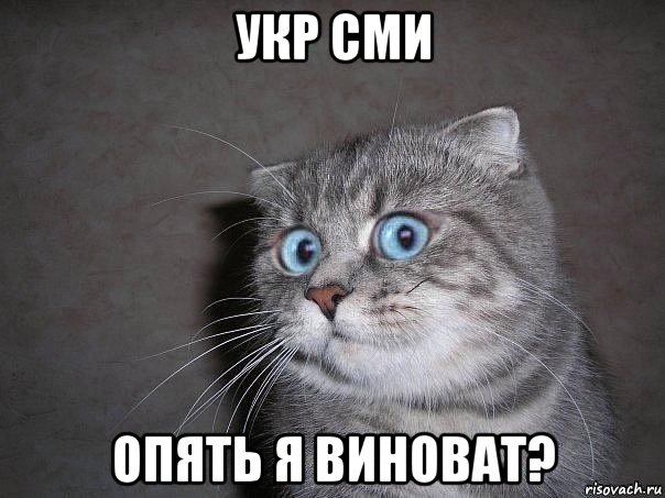 укр сми опять я виноват?, Мем  удивлённый кот