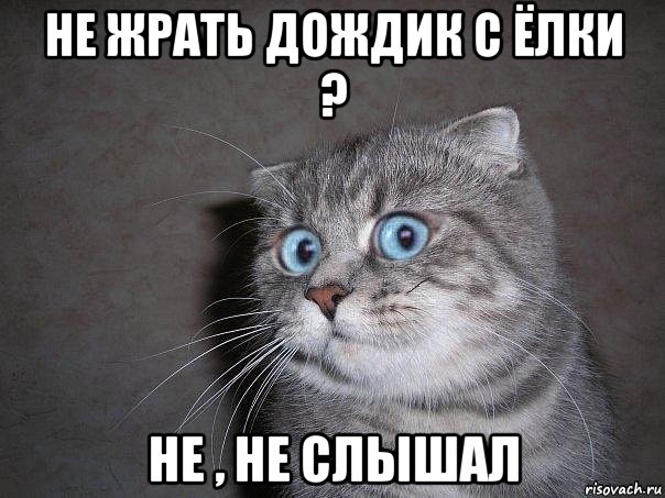 не жрать дождик с ёлки ? не , не слышал, Мем  удивлённый кот