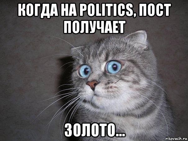 когда на politics, пост получает золото..., Мем  удивлённый кот