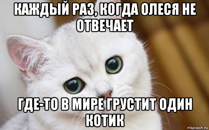 каждый раз, когда олеся не отвечает где-то в мире грустит один котик, Мем  В мире грустит один котик