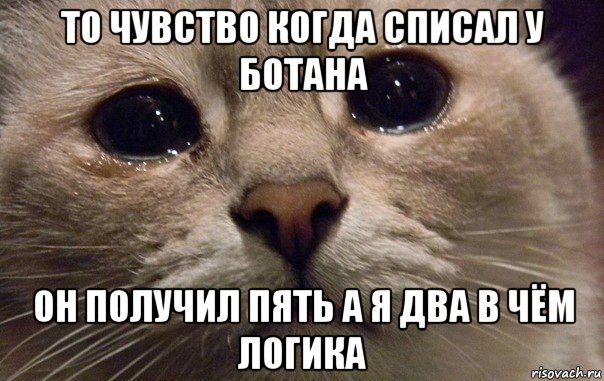 то чувство когда списал у ботана он получил пять а я два в чём логика, Мем   В мире грустит один котик