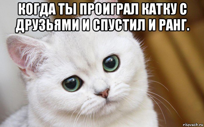 когда ты проиграл катку с друзьями и спустил и ранг. , Мем  В мире грустит один котик