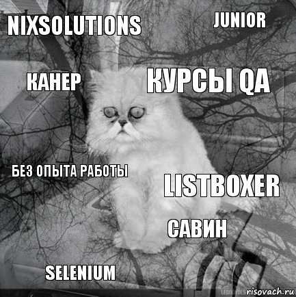 NixSolutions ListBoxer Курсы QA Selenium без опыта работы junior Савин Канер  , Комикс  кот безысходность