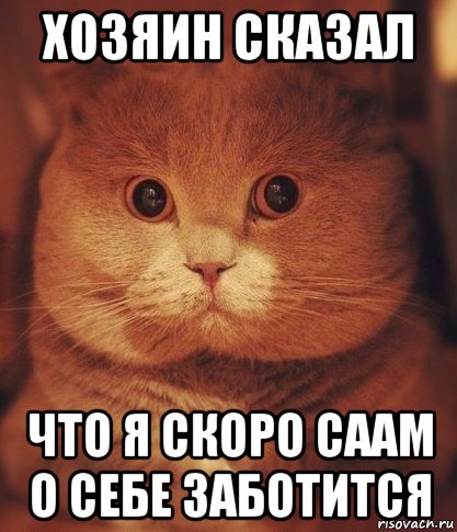 хозяин сказал что я скоро саам о себе заботится, Мем  Кот который видел ужасные вещи