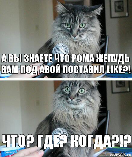 А Вы знаете что Рома Желудь Вам под авой поставил like?! Что? Где? Когда?!?, Комикс  кот с микрофоном