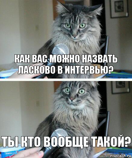 как вас можно назвать ласково в интервью? ты кто вообще такой?, Комикс  кот с микрофоном