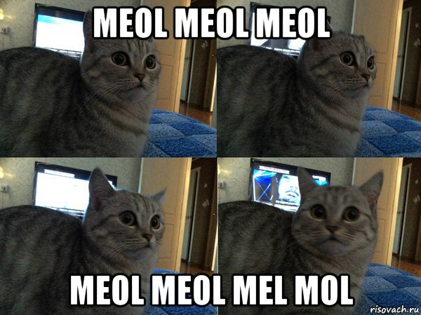 meol meol meol meol meol mel mol, Мем  Кот в шоке