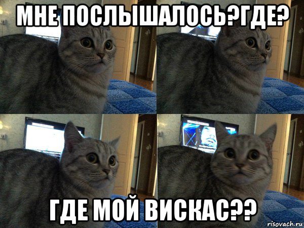 мне послышалось?где? где мой вискас??, Мем  Кот в шоке