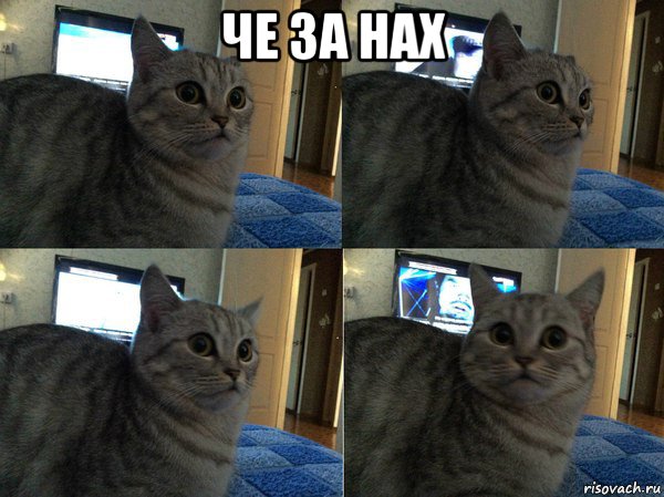 че за нах , Мем  Кот в шоке