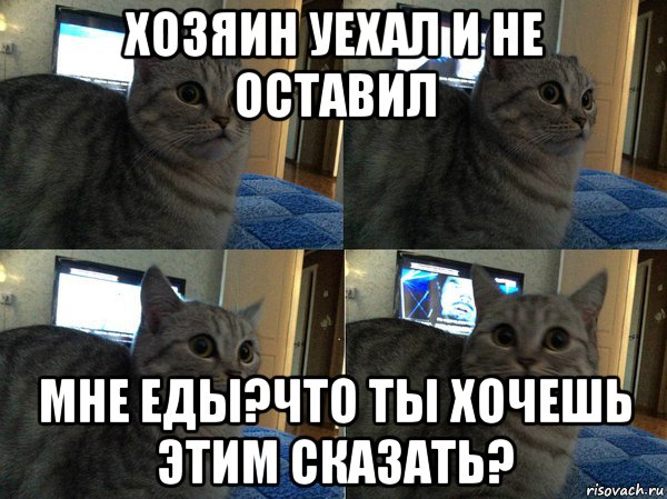 хозяин уехал и не оставил мне еды?что ты хочешь этим сказать?, Мем  Кот в шоке