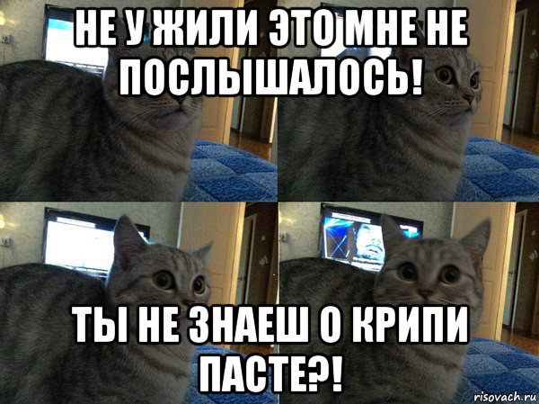 не у жили это мне не послышалось! ты не знаеш о крипи пасте?!, Мем  Кот в шоке