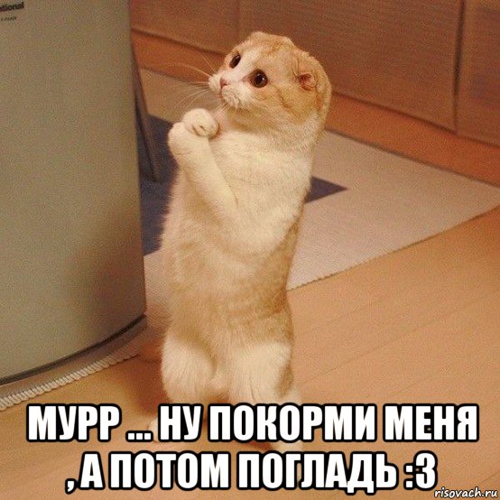  мурр ... ну покорми меня , а потом погладь :3