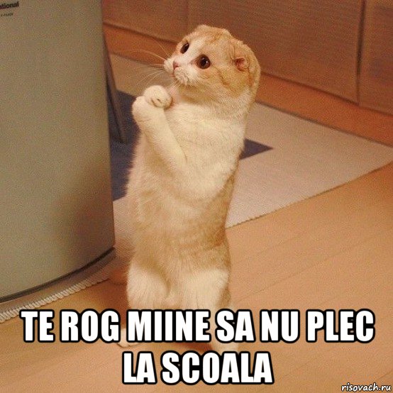  te rog miine sa nu plec la scoala, Мем  котэ молится