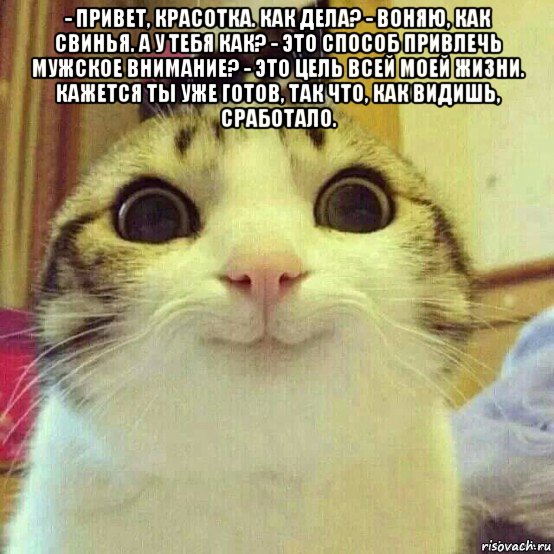 - привет, красотка. как дела? - воняю, как свинья. а у тебя как? - это способ привлечь мужское внимание? - это цель всей моей жизни. кажется ты уже готов, так что, как видишь, сработало. , Мем       Котяка-улыбака