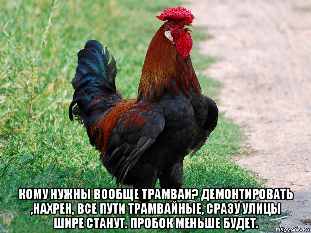  кому нужны вообще трамваи? демонтировать ,нахрен, все пути трамвайные, сразу улицы шире станут. пробок меньше будет., Мем петух