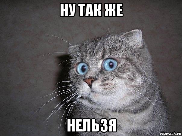 ну так же нельзя, Мем  удивлённый кот