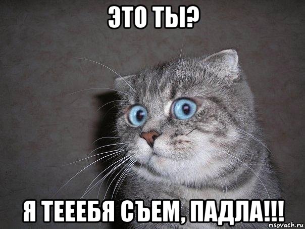 это ты? я тееебя съем, падла!!!, Мем  удивлённый кот