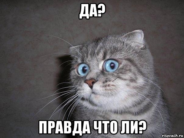 да? правда что ли?, Мем  удивлённый кот