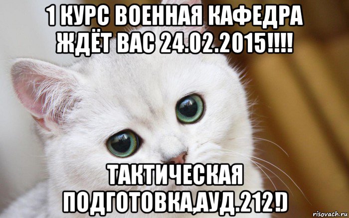 1 курс военная кафедра ждёт вас 24.02.2015!!!! тактическая подготовка,ауд.212!), Мем  В мире грустит один котик