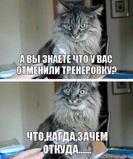 А вы знаете что у вас отменили тренеровку? Что,кагда,зачем откуда......, Комикс  кот с микрофоном