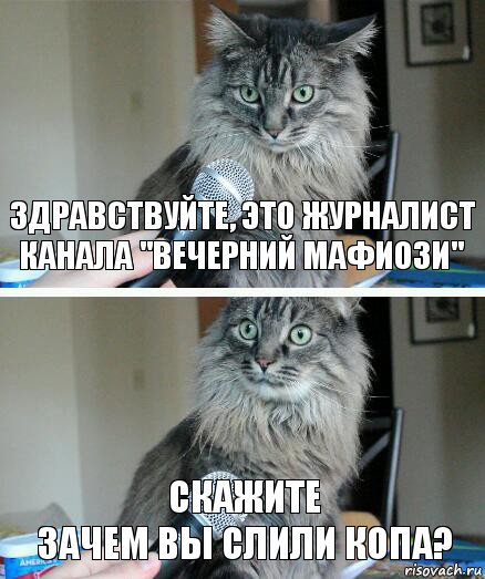 Здравствуйте, это журналист канала "Вечерний Мафиози" Скажите
Зачем вы слили копа?, Комикс  кот с микрофоном