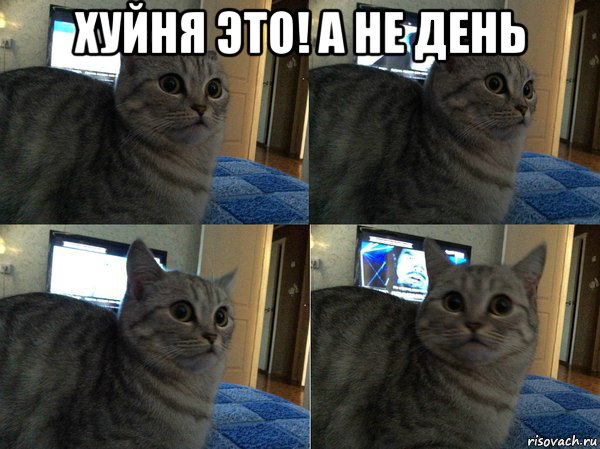 хуйня это! а не день , Мем  Кот в шоке