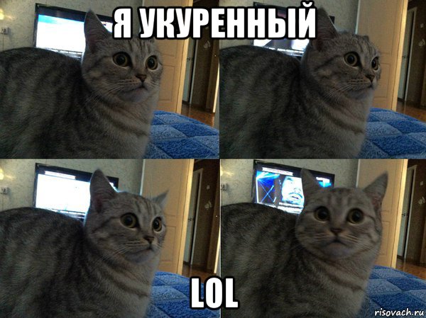 я укуренный lol, Мем  Кот в шоке