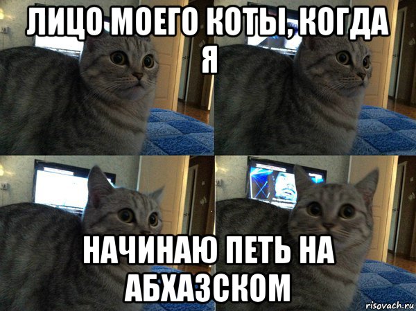 лицо моего коты, когда я начинаю петь на абхазском, Мем  Кот в шоке