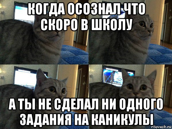 когда осознал что скоро в школу а ты не сделал ни одного задания на каникулы, Мем  Кот в шоке