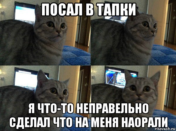 посал в тапки я что-то неправельно сделал что на меня наорали, Мем  Кот в шоке