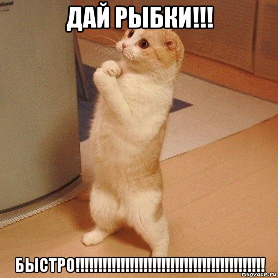 дай рыбки!!! быстро!!!!!!!!!!!!!!!!!!!!!!!!!!!!!!!!!!!!!!!!!!, Мем  котэ молится