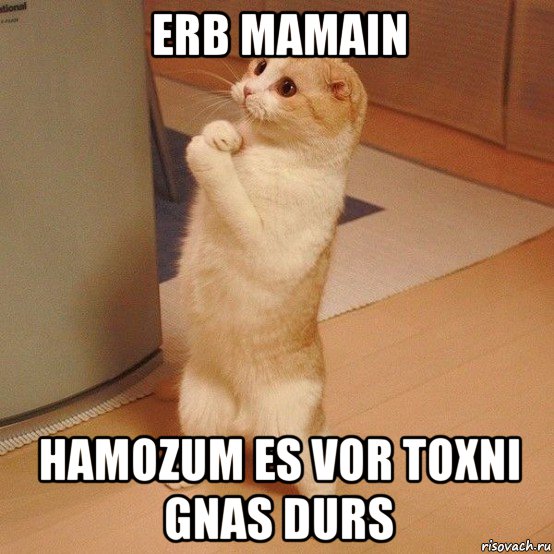 erb mamain hamozum es vor toxni gnas durs, Мем  котэ молится