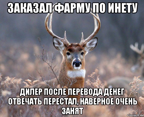 заказал фарму по инету дилер после перевода денег отвечать перестал, наверное очень занят, Мем   Наивный олень