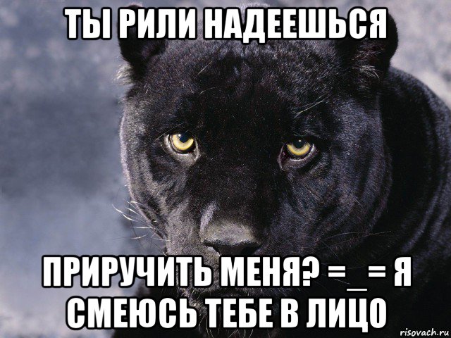 Я приручила безумного бывшего мужа. Статусы с пантерой. Пантера мемы. Черная пантера мемы. Pantera Мем.