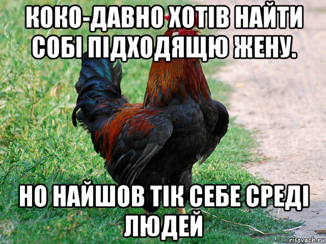 коко-давно хотів найти собі підходящю жену. но найшов тік себе среді людей, Мем петух