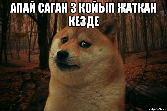 апай саган 3 койып жаткан кезде , Мем SAD DOGE