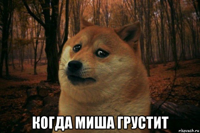  когда миша грустит, Мем SAD DOGE