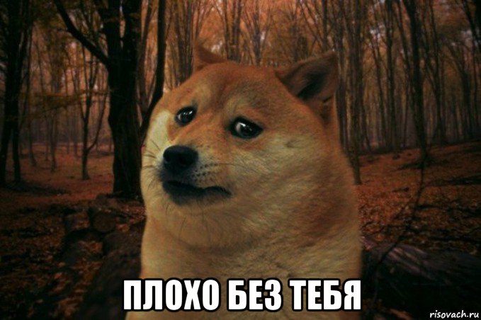  плохо без тебя, Мем SAD DOGE