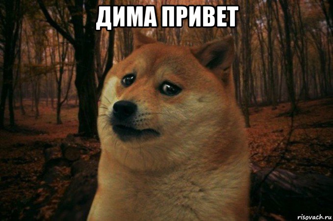 дима привет , Мем SAD DOGE