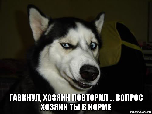 гавкнул, хозяин повторил ... вопрос хозяин ты в норме, Комикс  Собака подозревака