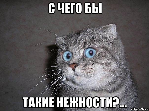 с чего бы такие нежности?..., Мем  удивлённый кот