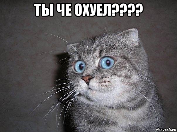 ты че охуел???? , Мем  удивлённый кот