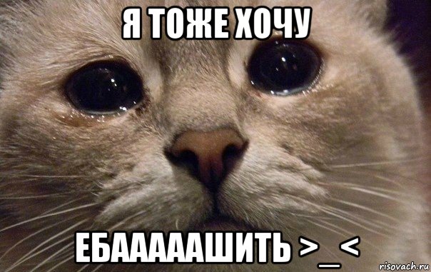 я тоже хочу ебааааашить >_<, Мем   В мире грустит один котик