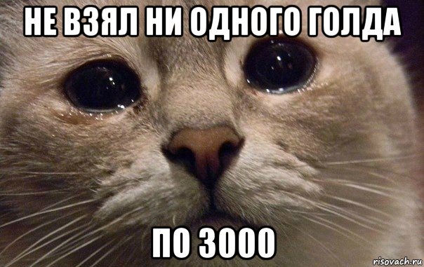 не взял ни одного голда по 3000, Мем   В мире грустит один котик